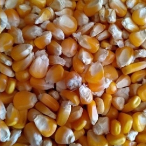 Yellow Maize