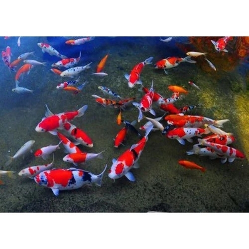 Aquarium Koi Fish