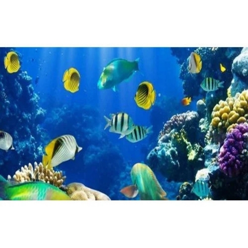 Aquarium Marine Fish