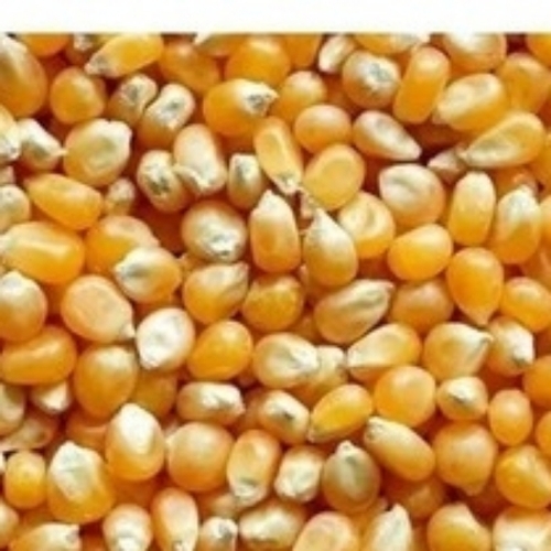 Bright Color Yellow Corn - Hybrid Dent, Sun/Machine Dried, 10-14% Moisture , Smooth Uniform Kernels, Farm Fresh, Nutrient Rich