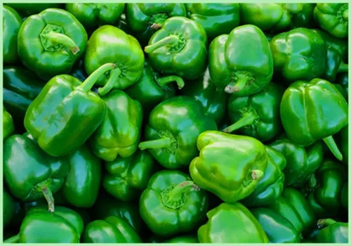 Premium Green Capsicum - Moisture (%): Na