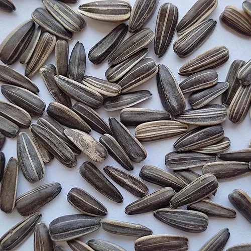 Black Striped Sunflower Seeds