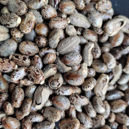 Traditional Dried Castor Oil Seeds