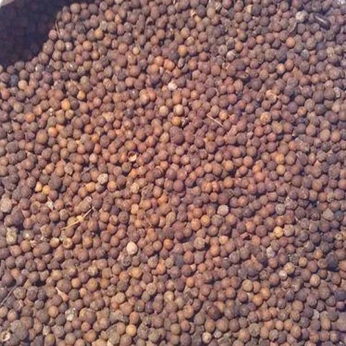 White Sandalwood Plant Seeds - Santalum, Organic, 1 kg | White Color, A Grade, 99% Purity, 60% Germination Rate