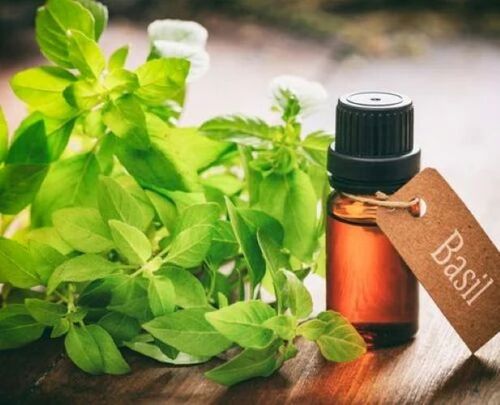 Basil Oil Tulsi