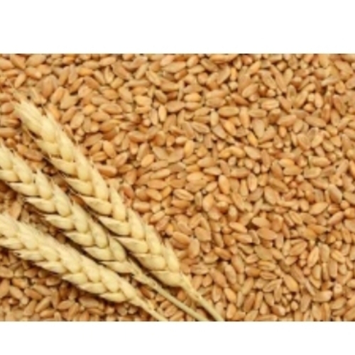 Wheat Grains