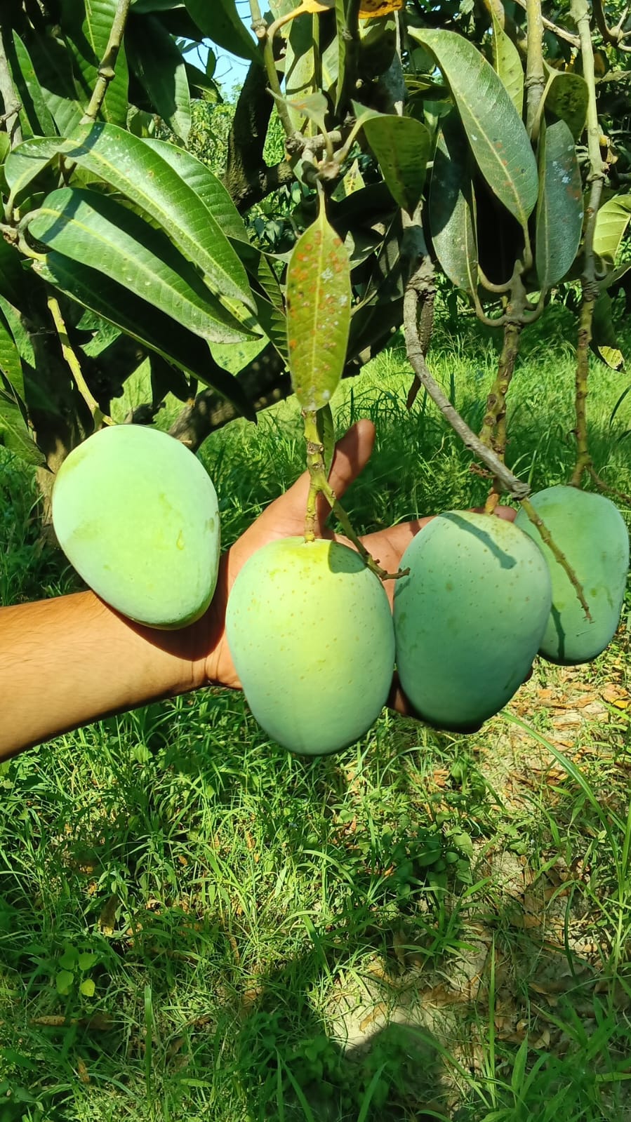 Langra Mango