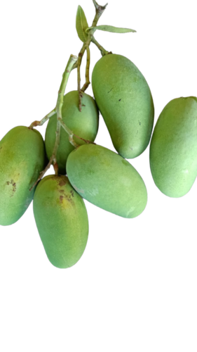 Mango Dasheri