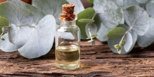 Nilgiri Eucalyptus Oil