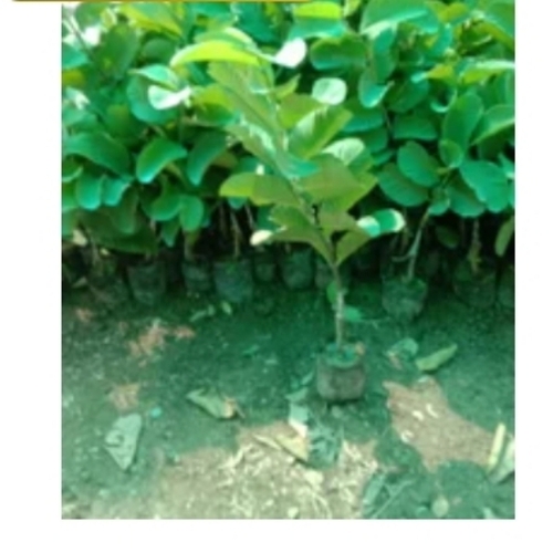 Red Guava Plants
