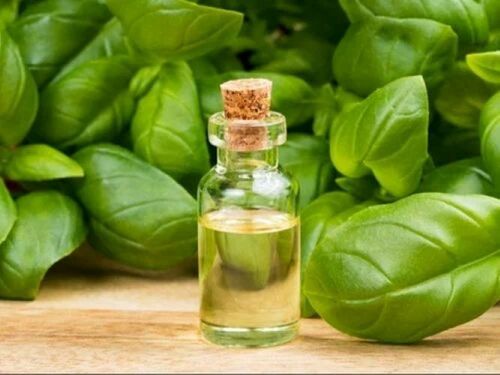 Tulsi Oil Basil Oil