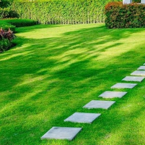 Grass