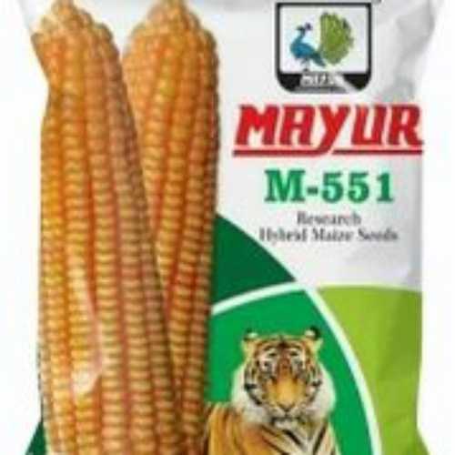 Maize Seeds
