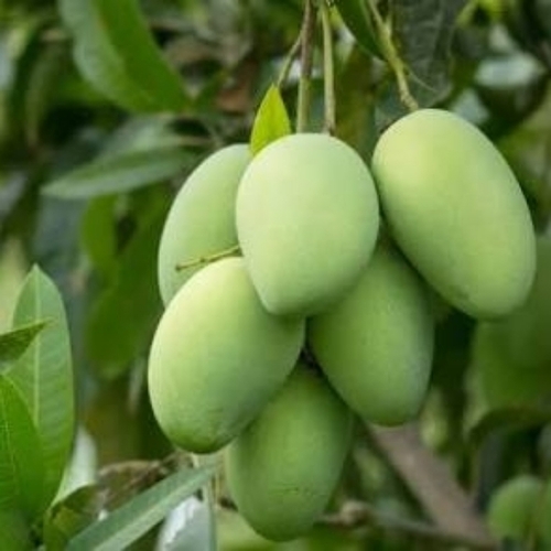 Raw Mango