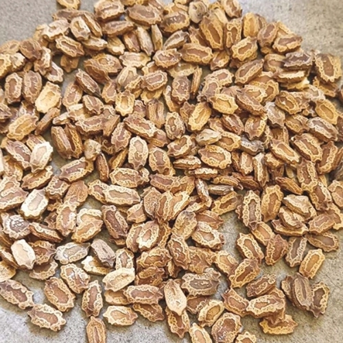 Bitter Gourd Seeds