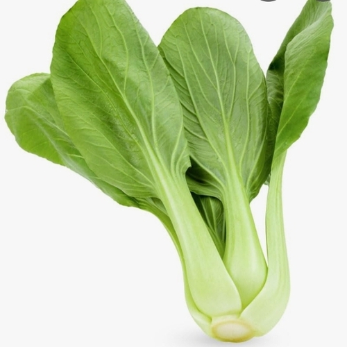 Bok Choy Vegetable
