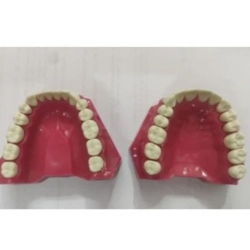 Dental Model