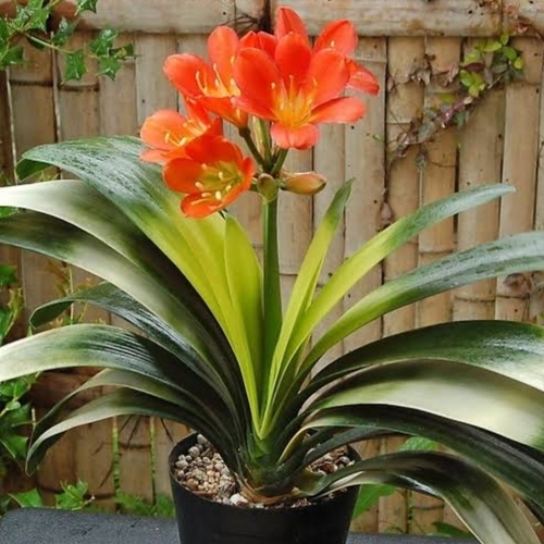 Dragon Flower