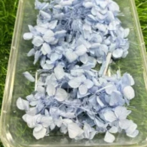 Dried Flowers