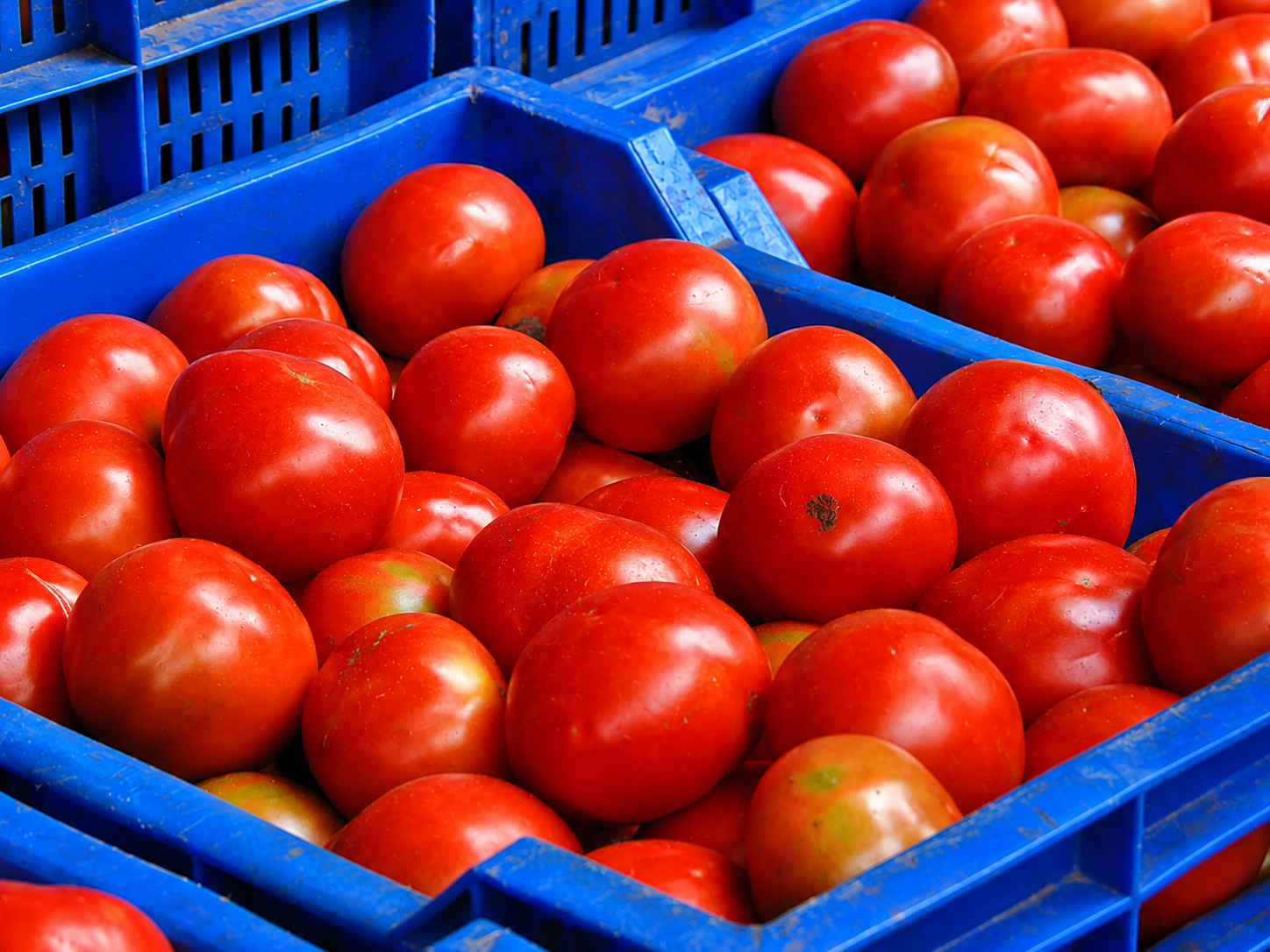 Fresh Tomato