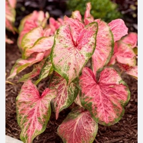 Indoor Plant