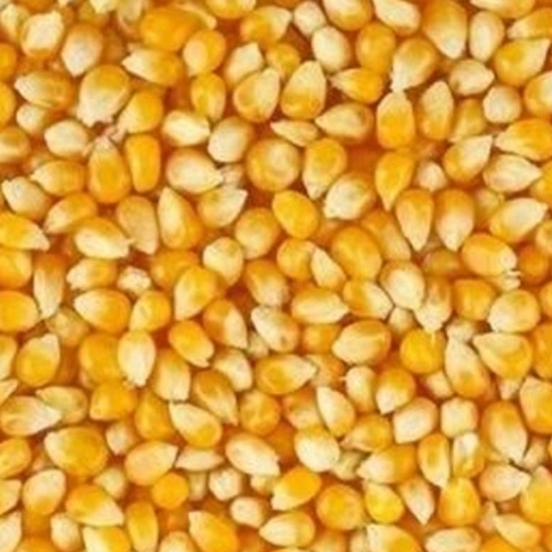 Maize Seeds - Color: Yellow