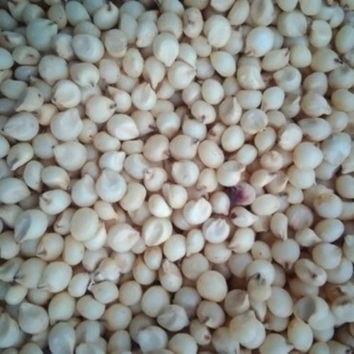 White Jowar Sorghum