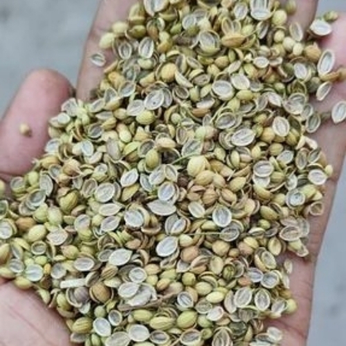 Coriander Split