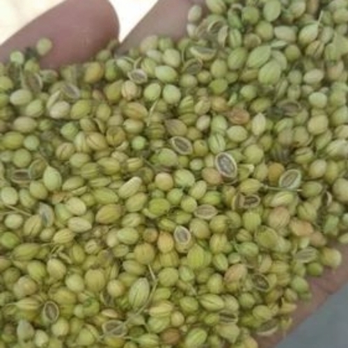 Fresh Coriander Seeds