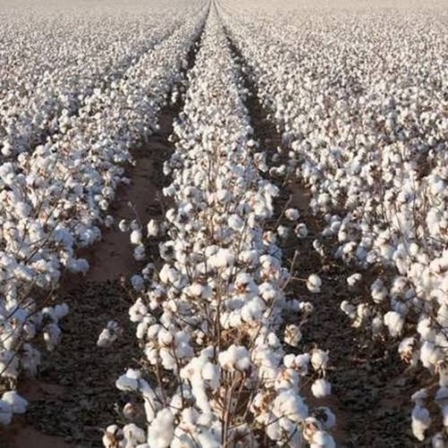 Organic Raw Cotton
