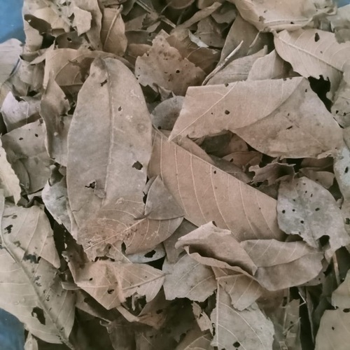 Banana Leaves