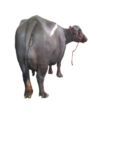 Murrah Buffalo By Ns Dairy Farm Karnal