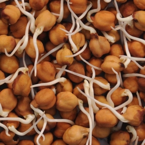 Dehydrated Chana Chickpea Sprouts