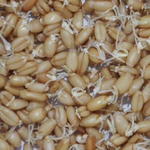 Dehydrated Wheat Sprouts