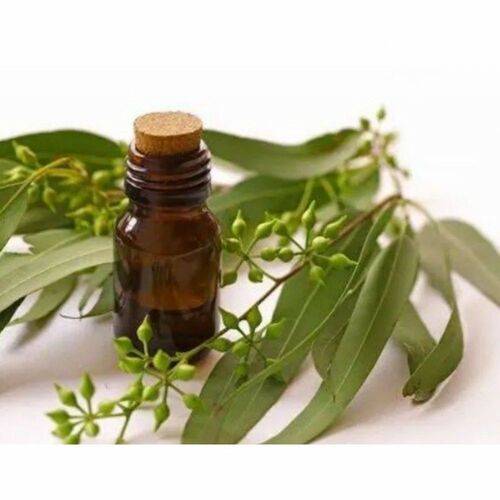 Eucalyptus Radiata Essential Oil