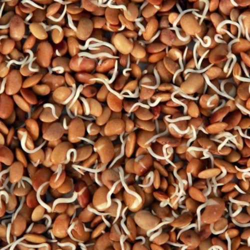 Horse Gram Sprouts