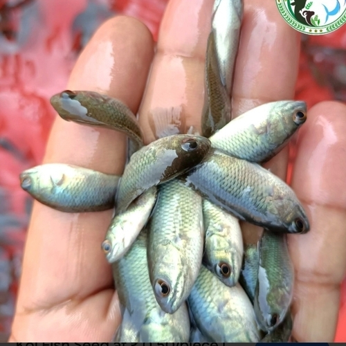 Koi fish seed