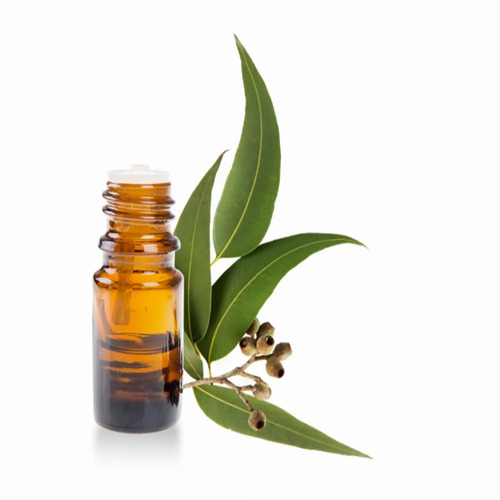 Organic Eucalyptus Essential Oil