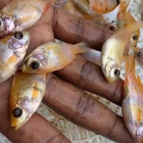 Telapia fish seed