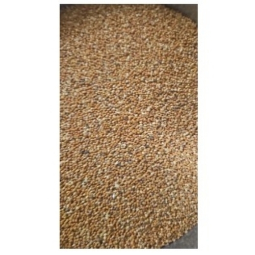 Foxtail Millet
