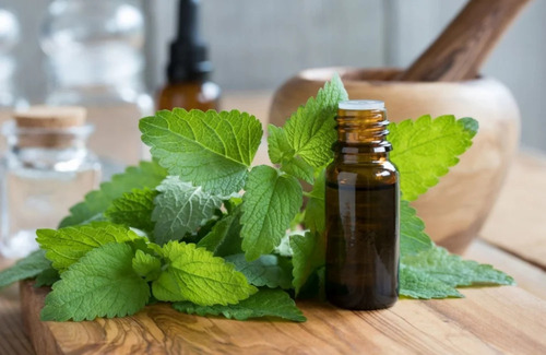 Melissa Essential Oil