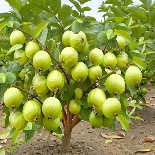 Guava