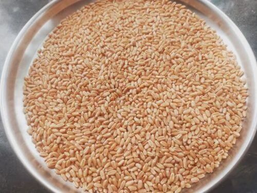 Mp Sharbati Wheat - Color: Golden Brown
