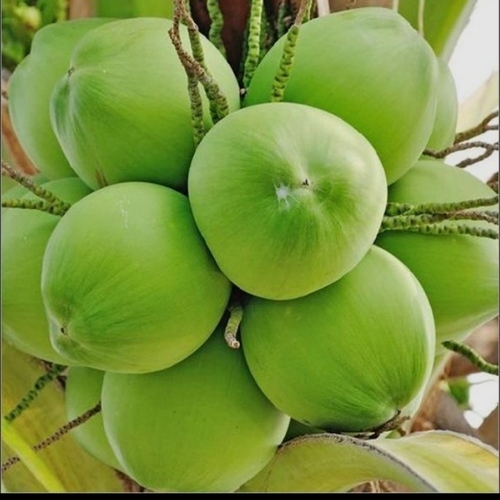Tender Coconut
