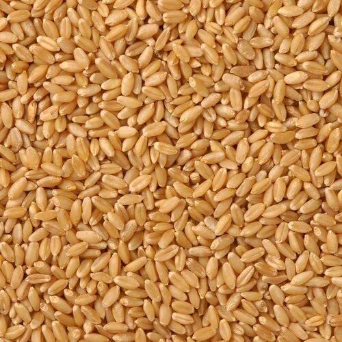 Whole Wheat Grain