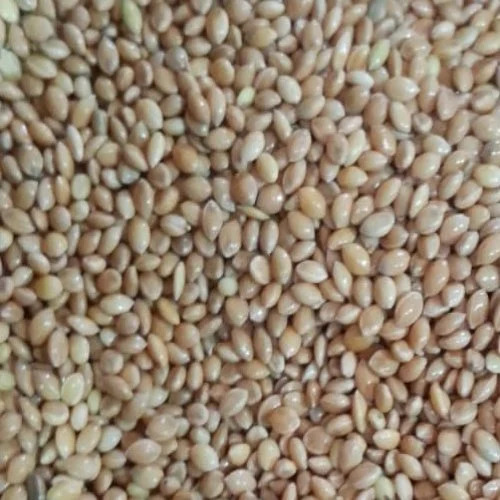 Yellow Proso Millet Moti Kangni Proso Millet For Birds
