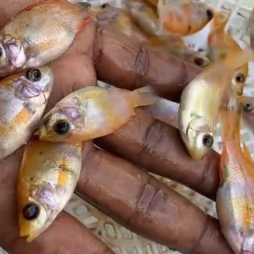 Golden Fish Seed