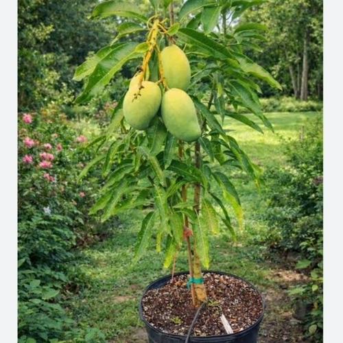 Himsagar Mango Tree