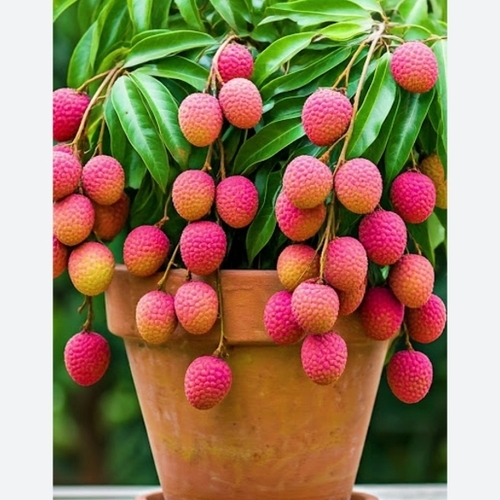 Litchi Tree