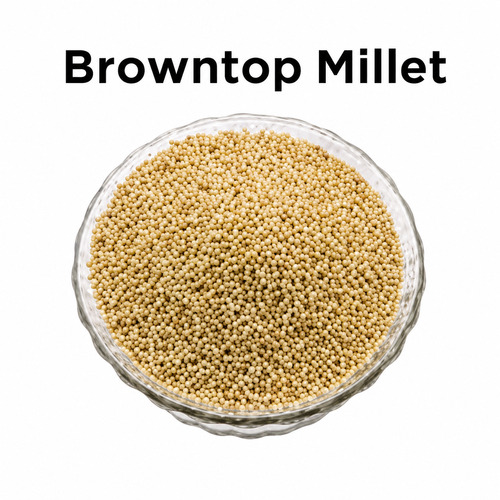 Browntop Millet
